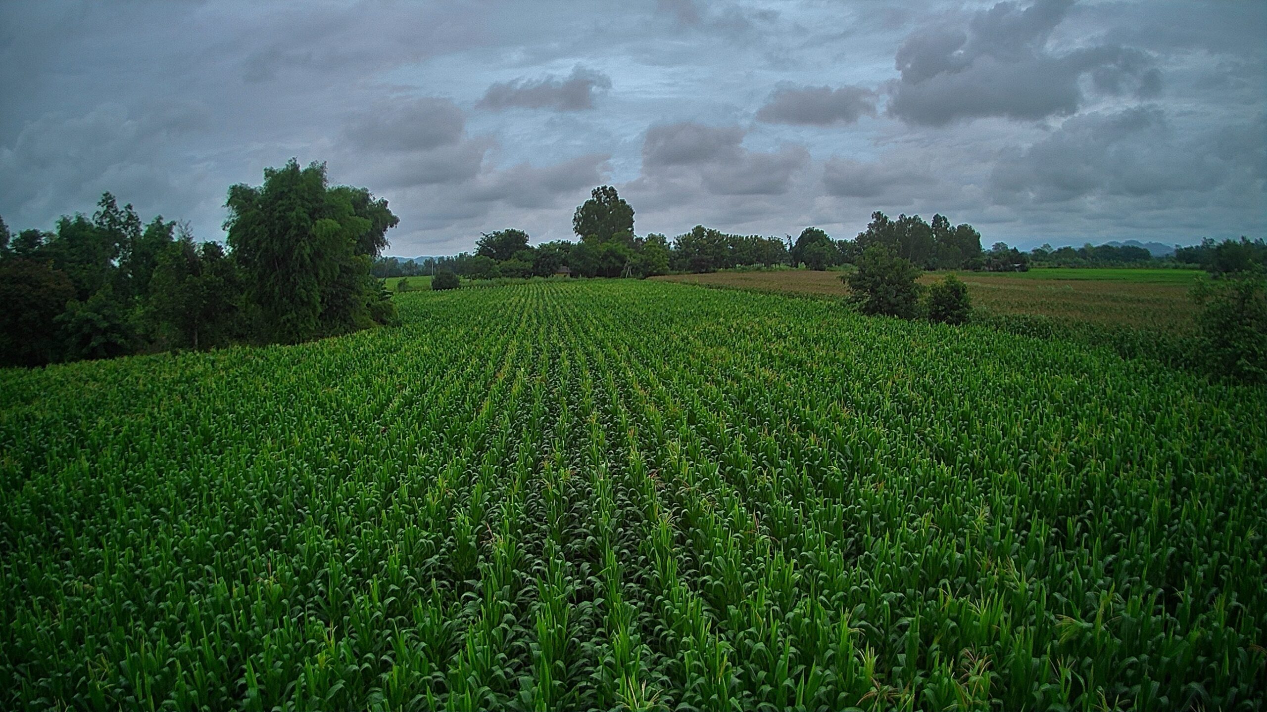 Corn Field on Farm